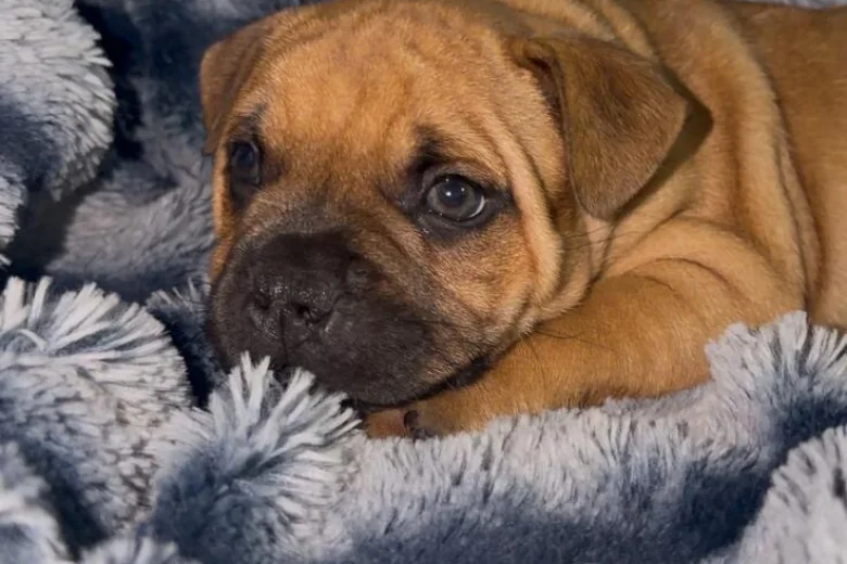 Staffordshire Bull Terrier