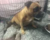 Staffordshire Bull Terrier
