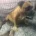 Staffordshire Bull Terrier