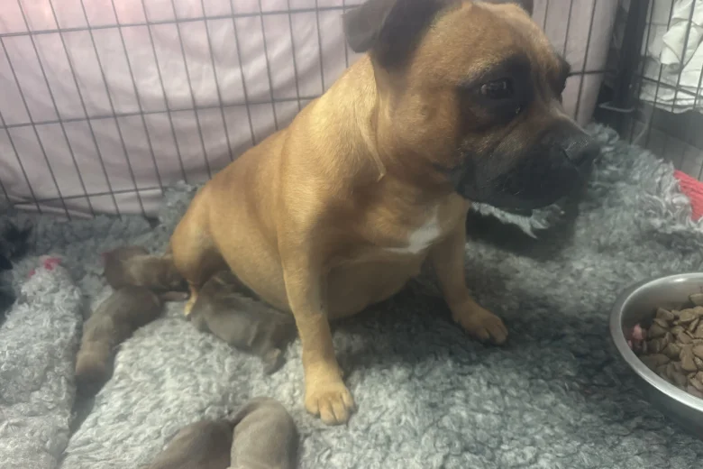 Staffordshire Bull Terrier
