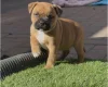 Staffordshire Bull Terrier