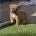 Staffordshire Bull Terrier