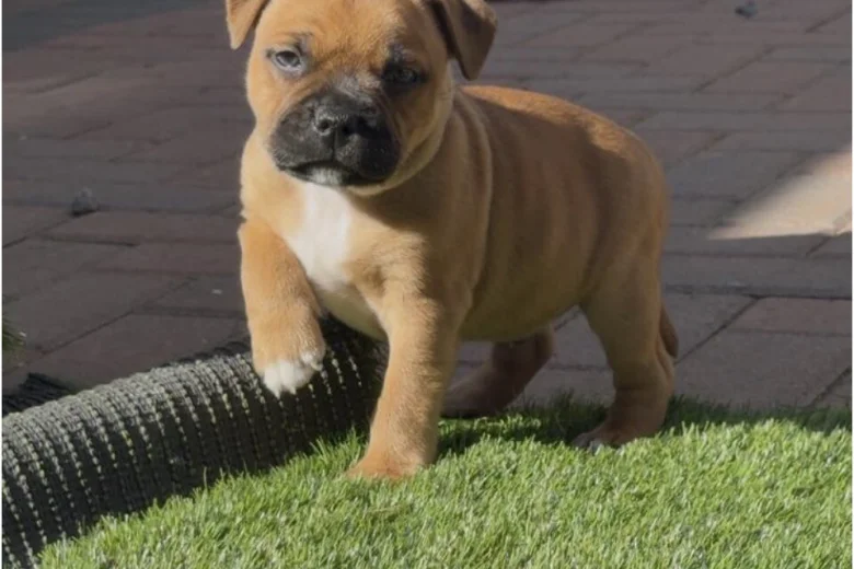 Staffordshire Bull Terrier