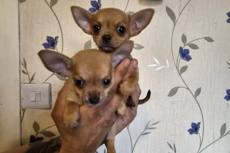 Chihuahua