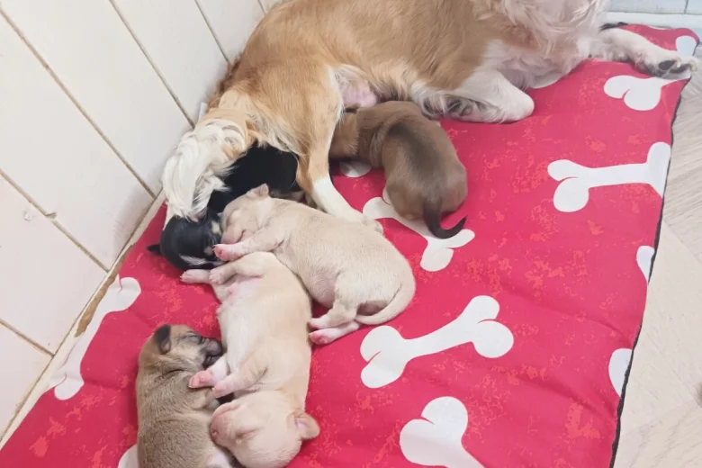 Chihuahua