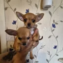 Chihuahua