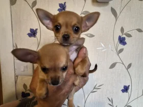 Chihuahua