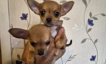 Chihuahua