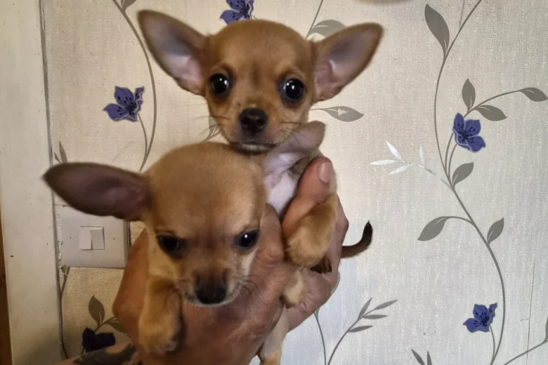 Chihuahua