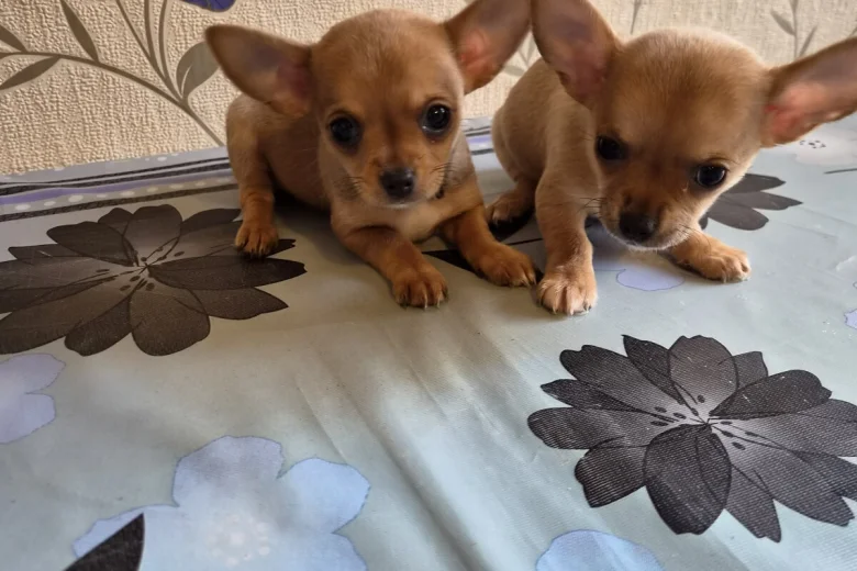 Chihuahua