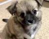 Chihuahua Long Coat