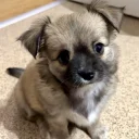Chihuahua Long Coat