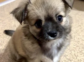 Chihuahua Long Coat