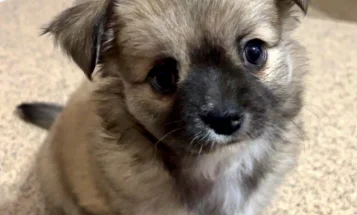 Chihuahua Long Coat