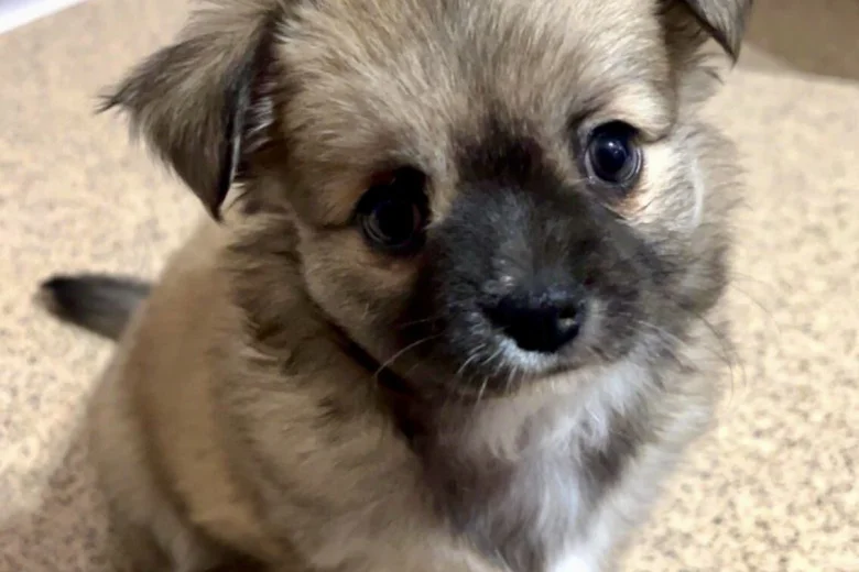 Chihuahua Long Coat