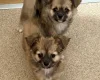 Chihuahua Long Coat