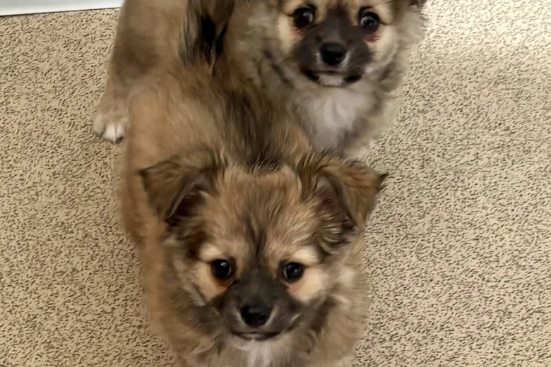 Chihuahua Long Coat