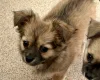 Chihuahua Long Coat