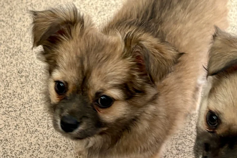 Chihuahua Long Coat