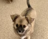 Chihuahua Long Coat