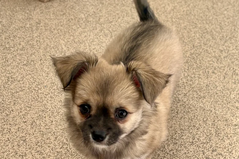 Chihuahua Long Coat