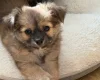 Chihuahua Long Coat