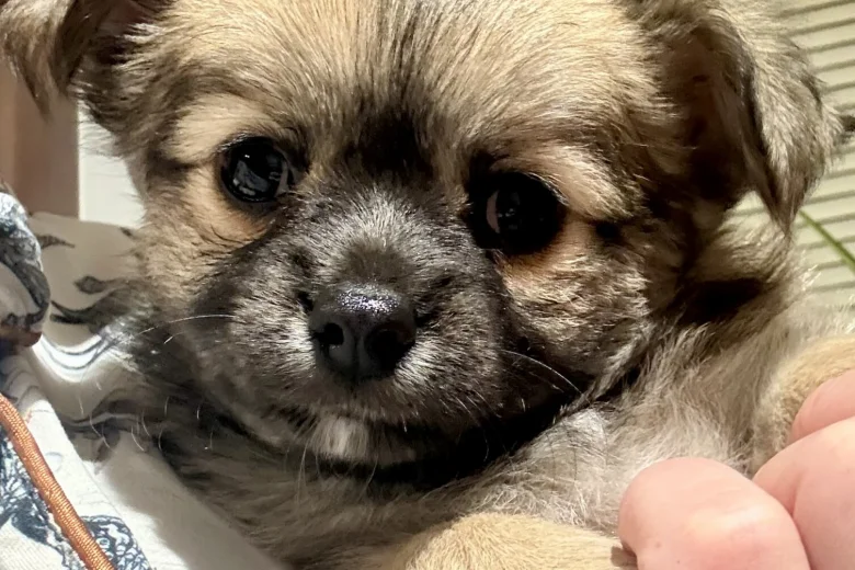 Chihuahua Long Coat