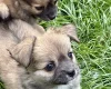 Chihuahua Long Coat