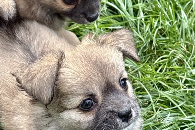 Chihuahua Long Coat
