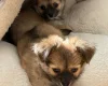 Chihuahua Long Coat