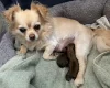Chihuahua Long Coat
