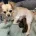 Chihuahua Long Coat
