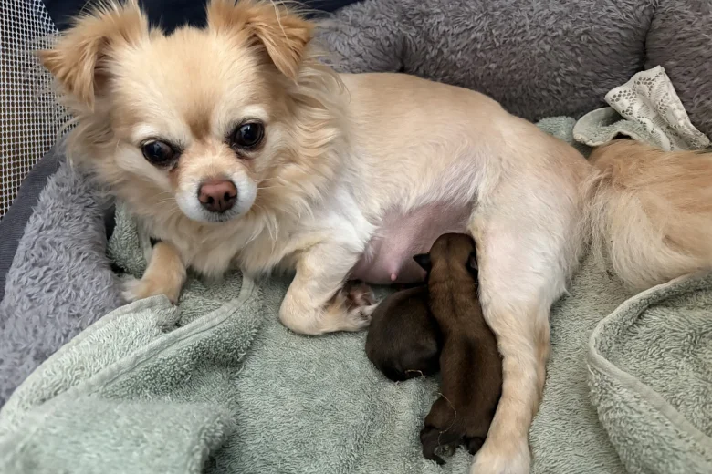 Chihuahua Long Coat