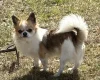Chihuahua Long Coat