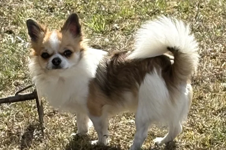 Chihuahua Long Coat