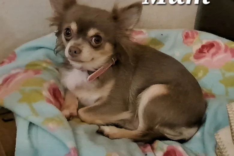 Chihuahua