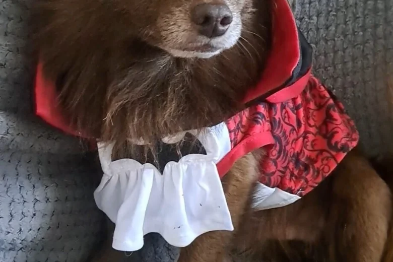 Chihuahua