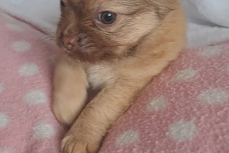 Chihuahua
