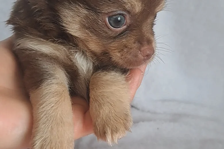 Chihuahua