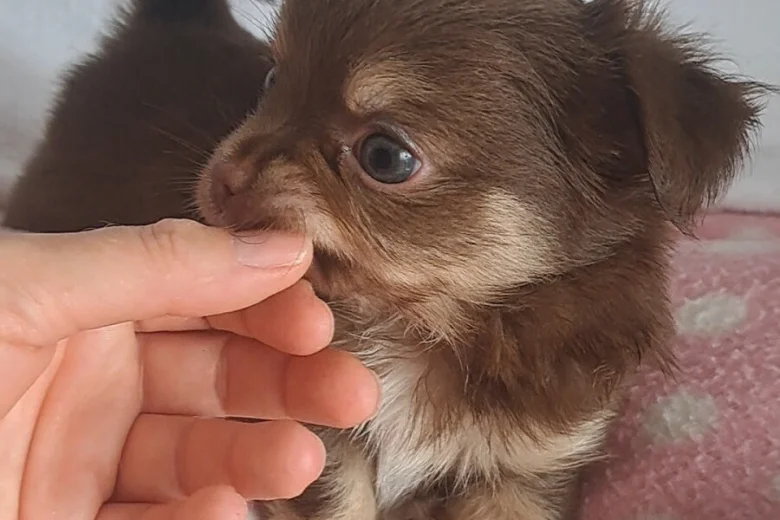 Chihuahua