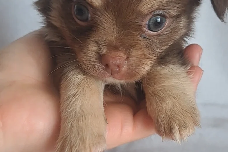 Chihuahua
