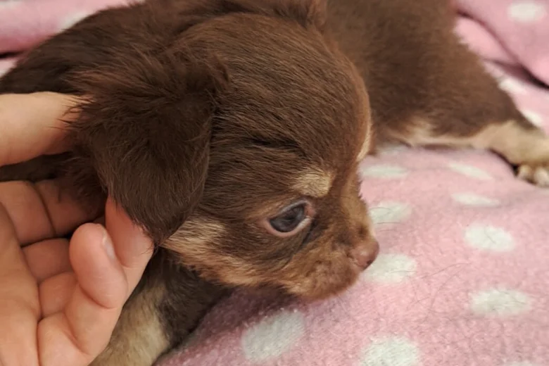 Chihuahua