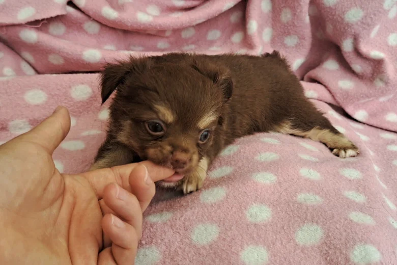 Chihuahua