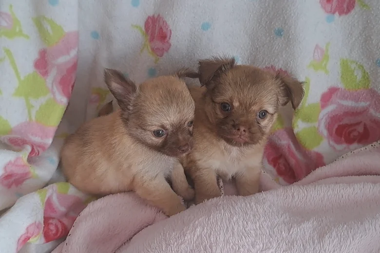 Chihuahua