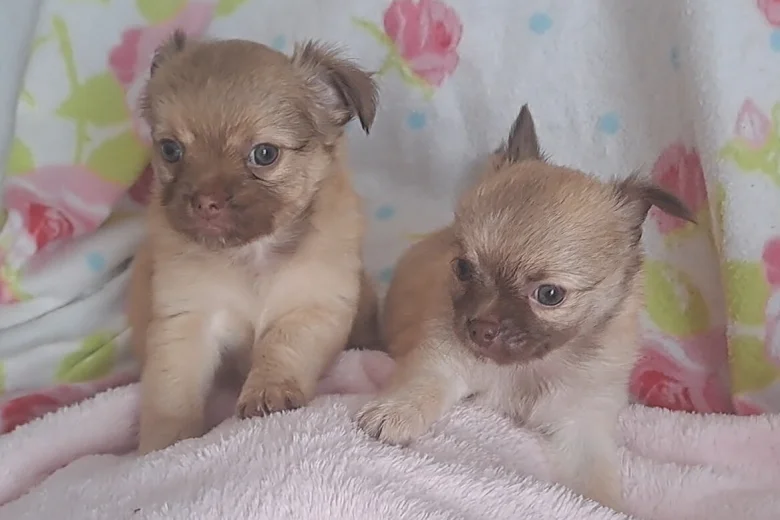 Chihuahua