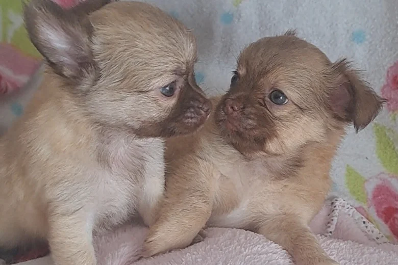 Chihuahua