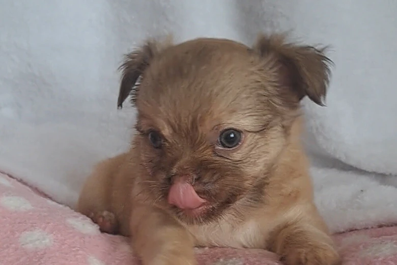 Chihuahua