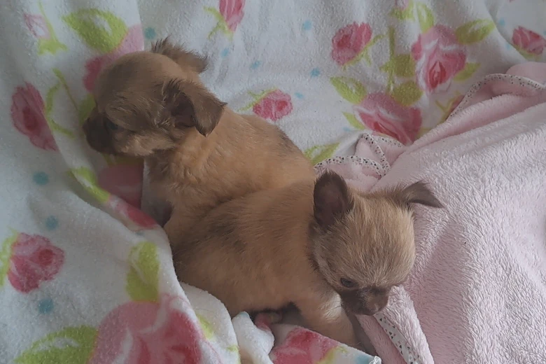 Chihuahua