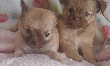 Chihuahua
