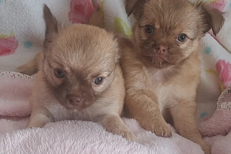 Chihuahua
